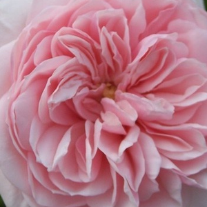 Розы Интернет-Магазин - Лазающая плетистая роза (клаймбер)  - розовая - Poзa Эвекентнг - роза с интенсивным запахом - Ян Бём - Обильное цветение со свежим ароматом происходит весной или летом, но позднее зацветает от случая к случаю.